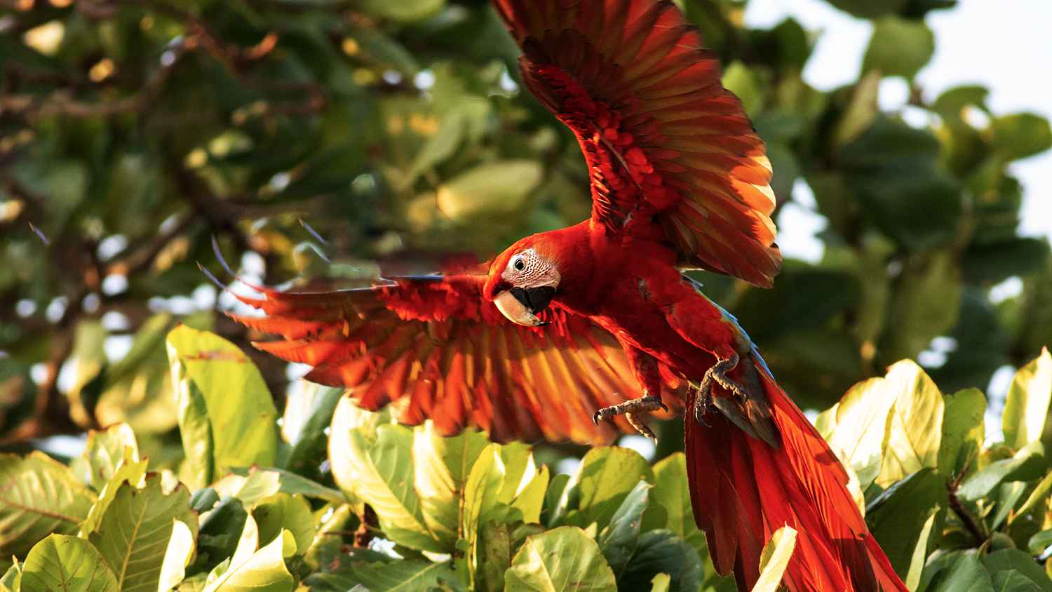 Scarlet Macaw